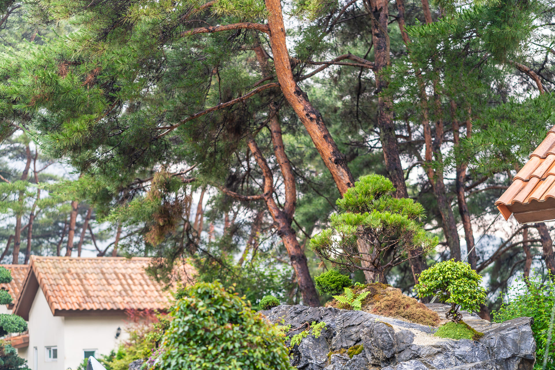 �δ�ü� �̹���